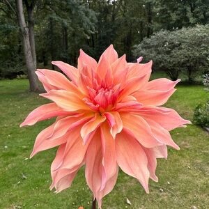 Labyrinth decorative dahlia - 1 Tuber